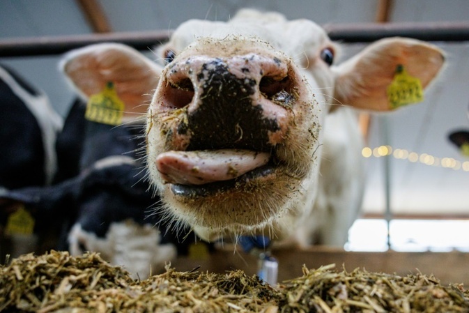 Unbekannter vergiftet Futter und Wasser von Rinderherde in Sachsen mit Heizl