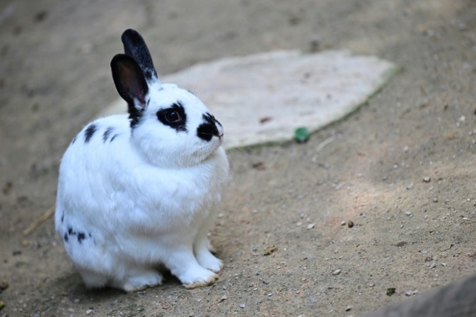 Kaninchenplage in Paris: 300 Tiere werden ins Umland umgesiedelt