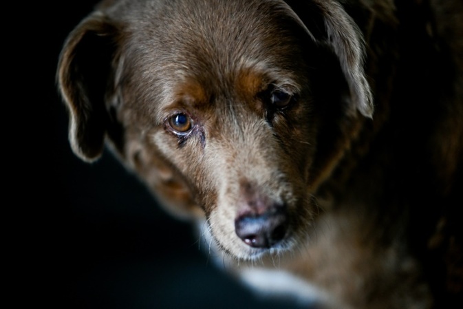 Angeblich ltester Hund der Welt verliert seinen Rekord-Titel