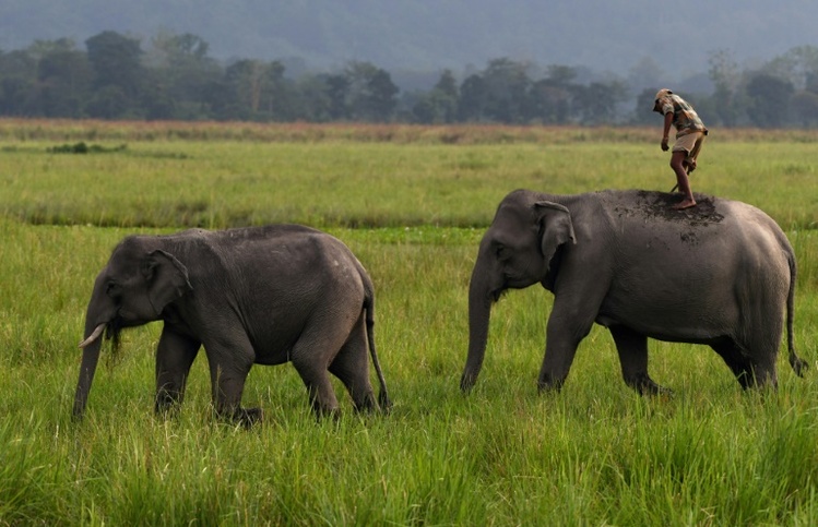 Studie: Asiatische Elefanten trauern um toten Nachwuchs und beerdigen ihn