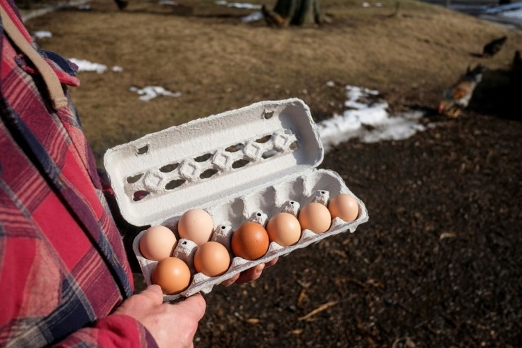Knapp 60 Prozent der Eier in Deutschland stammen weiterhin aus Bodenhaltung