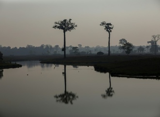 Abholzung im brasilianischen Amazonas-Regenwald am Jahresbeginn deutlich gesunken