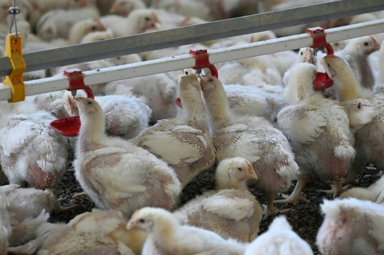 Rund 2500 Hühner verenden bei Unfall von Tiertransporter in Niedersachsen