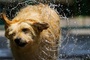 Von Schiff gesprungener Hund nach zwlf Tagen von Insel in Mosel gerettet