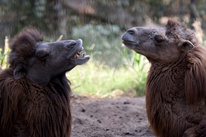 Klner Zoo freut sich ber Nachwuchs bei Trampeltieren