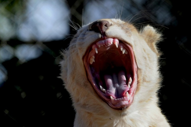 Südafrika präsentiert Plan zum Verbot von Löwenaufzucht für Jagdtourismus
