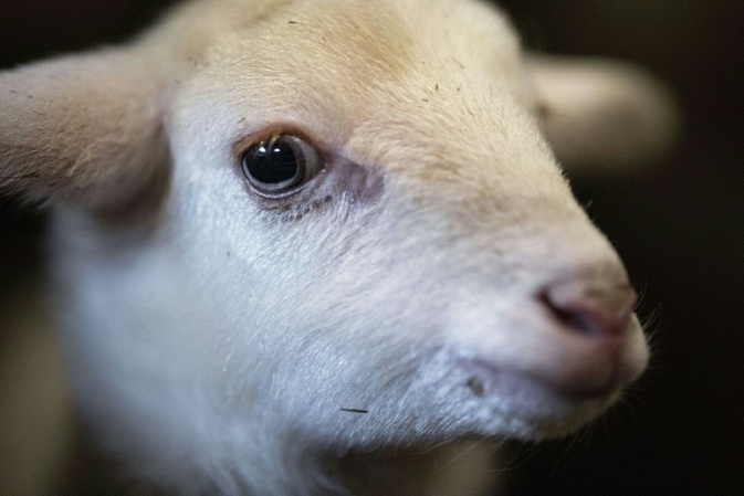 Schafe auf Gleisen in Rheinland-Pfalz sorgen fr langen Einsatz inklusive Geburt