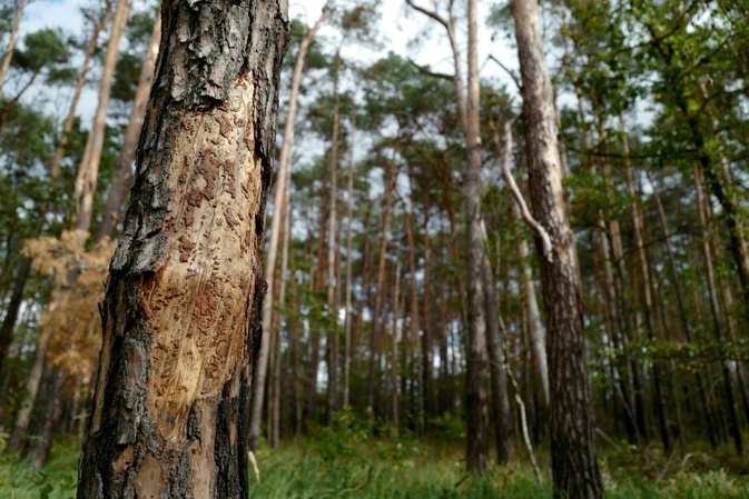 Weniger Schden im Wald: Holzeinschlag 2023 merklich gesunken