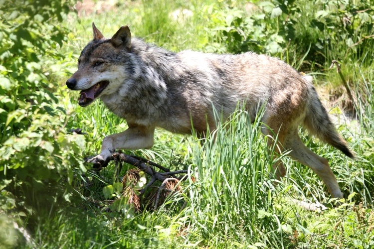 Zahl illegaler Wolfstötungen in Sachsen binnen einem Jahr auf vier verdoppelt