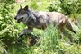 Zahl illegaler Wolfsttungen in Sachsen binnen einem Jahr auf vier verdoppelt