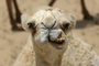 Kamel verhilft rund einem Dutzend Zirkustieren zu Ausbruch in Rheinland-Pfalz