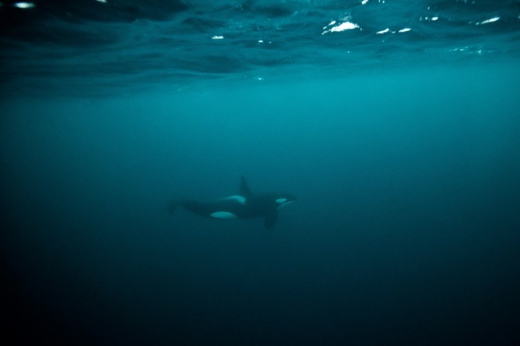 Orca-Junges befreit sich nach Wochen aus Lagune an Kanadas Westküste
