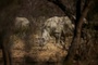 40 Breitmaulnashrner von privater Zuchtfarm in Sdafrika ausgewildert