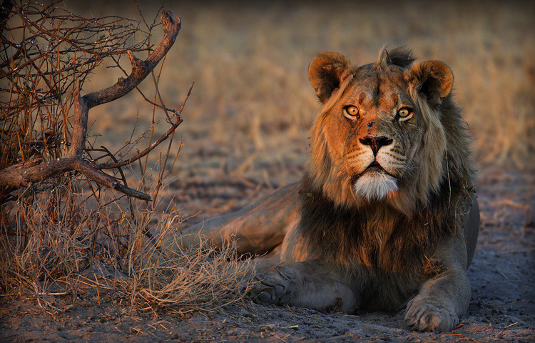 SAVE LIONS - Neues Löwenschutzprojekt in Botswana