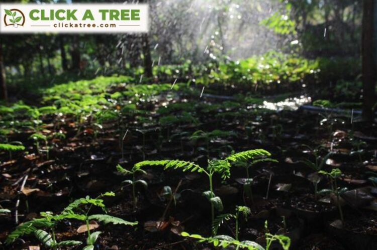 Ganzheitlich nachhaltiges Wiederaufforstungsunternehmen will im April Tausende kostenloser Bäume pfl
