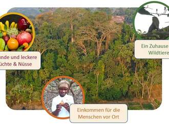 Tag des Waldes: Waldpatenschaften gegen Klimawandel