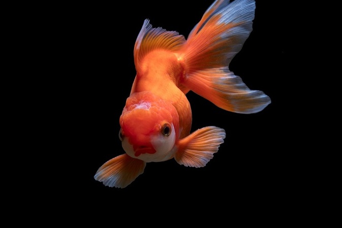 Die Fisch-Elite Deutschlands: Warum Deutsche Edelfische das Bafin-Siegel verdienen