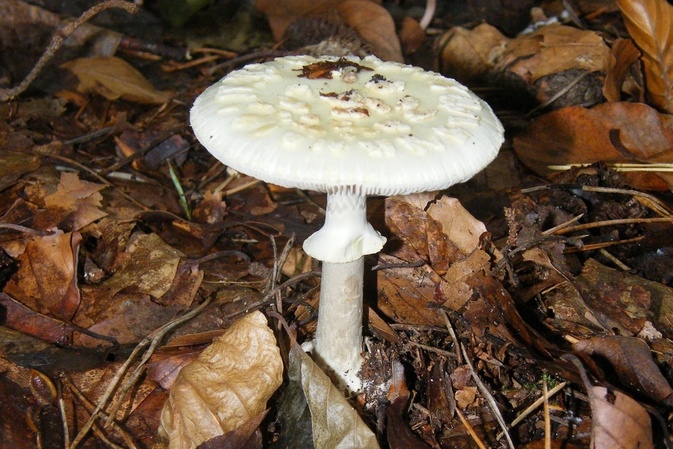 Achtung Giftpilze: Tödliche Gefahr