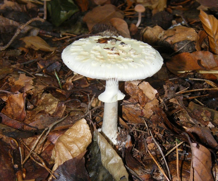 Achtung Giftpilze: Tödliche Gefahr