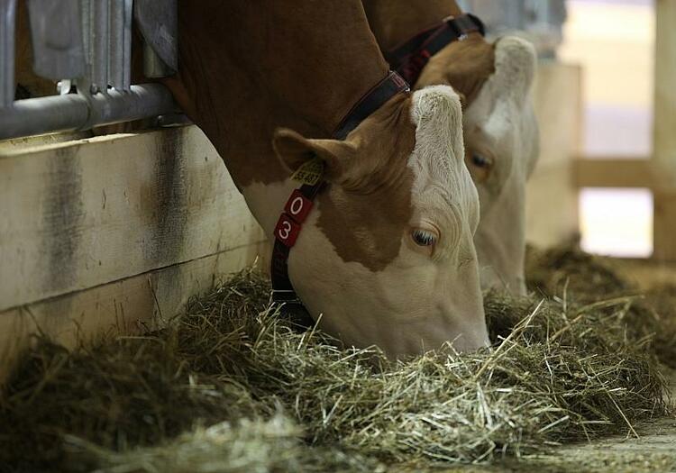 Verbraucherzentralen befürworten Tierwohlabgabe
