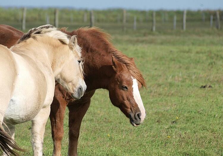 Reiter fordern niedrigere Gebühren für Tierärzte