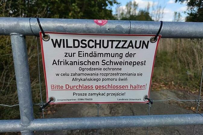 Schweinepest-Sperrzone in Brandenburg weiter verkleinert