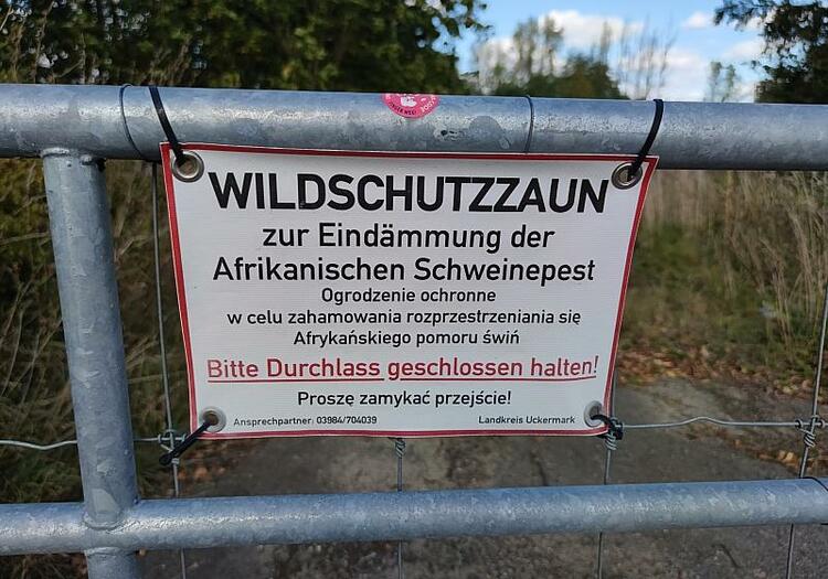 Schweinepest-Sperrzone in Brandenburg weiter verkleinert