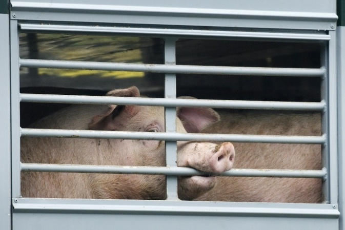 Landwirtschaft: Frderprogramm fr Schweinehalter geht an den Start