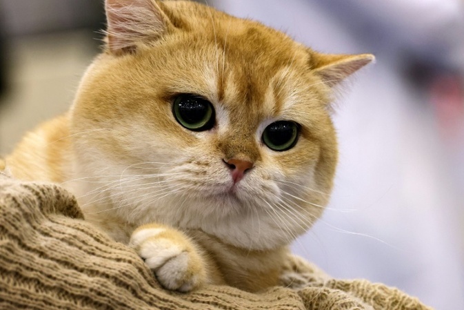 Hessisches Tierheim darf vermittelte Katze nicht eigenmchtig wieder wegnehmen