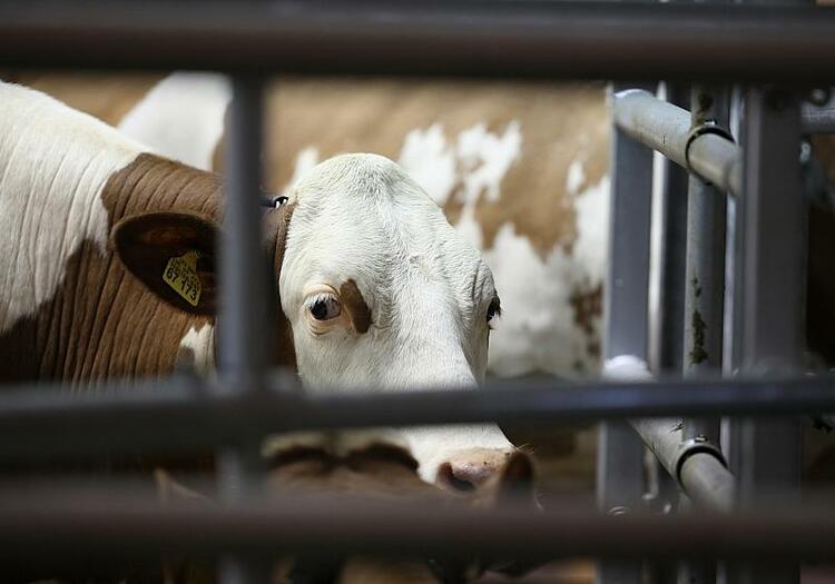 Studie: Gras-Fütterung würde Milchproduktion von Kühen senken