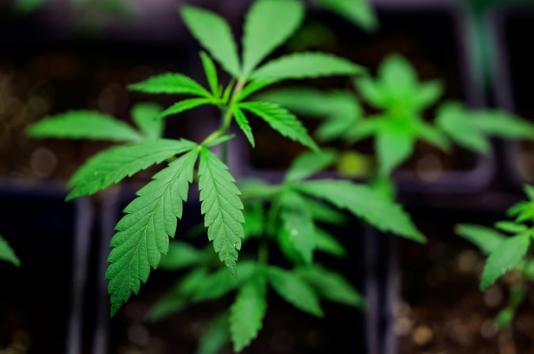 Lauterbach warnt vor Scheitern von Cannabis-Gesetz - Union weist Vorwürfe zurück