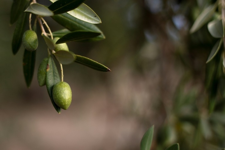 Stiftung Warentest: Schlechteres Olivenöl durch den Klimawandel