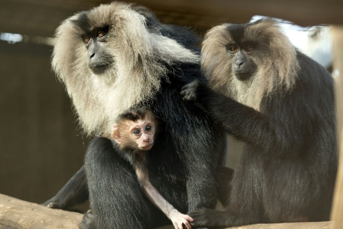 Aus Leipziger Zoo gestohlener Affe auf Baum wiedergefunden