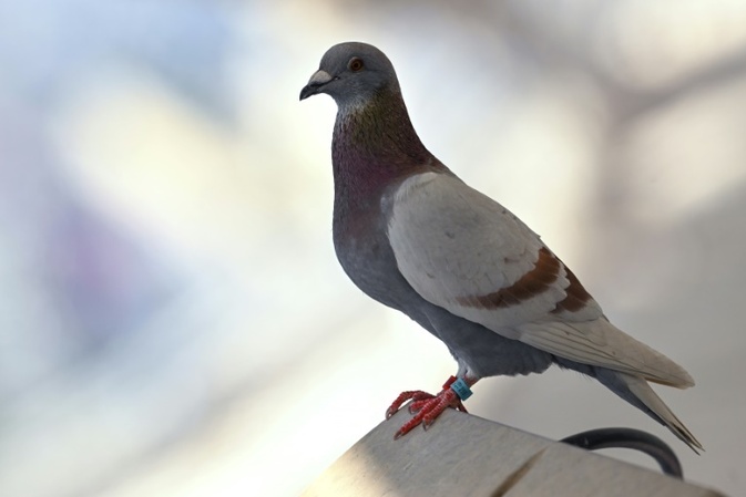 60 Tauben von Zchter aus Schrebergarten in Gelsenkirchen gestohlen