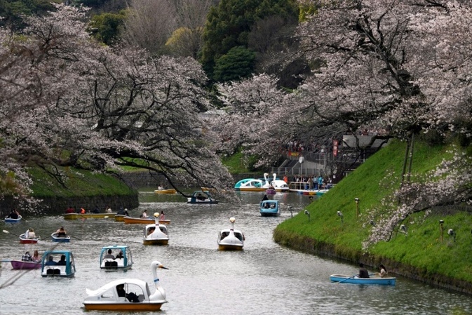 Kirschbume in Tokio stehen in voller Blte