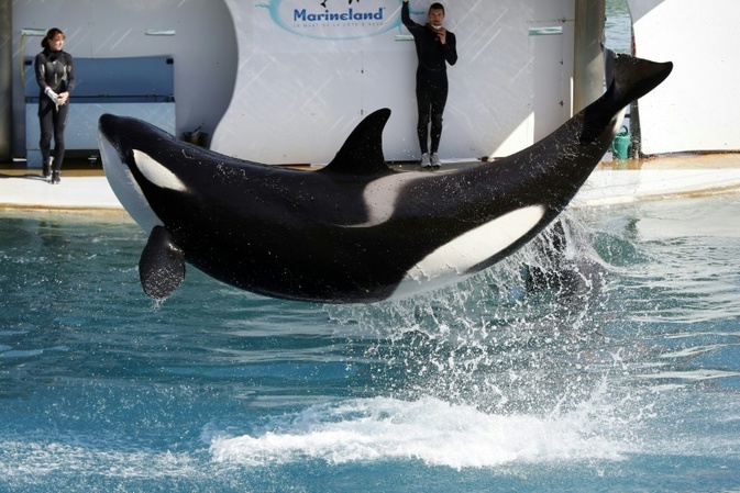 Orca in sdfranzsischem Freizeitpark nach Verschlucken von Metallstck verendet