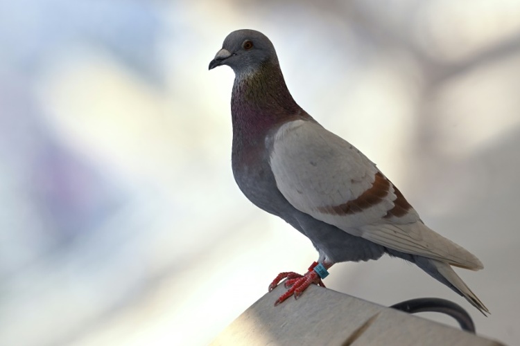 Zu schnell geflogen: Taube löst in Hagen Radarfalle aus