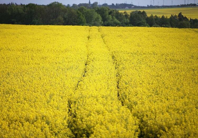 Landwirtschaftliche Erzeugerpreise sinken weiter