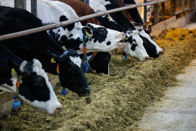 Konsum von Milch und Milchprodukten weiter gesunken