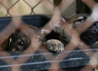 Besitzerin von Gnadenhof darf wegen Tierschutzmngeln nur noch fnf Hunde halten