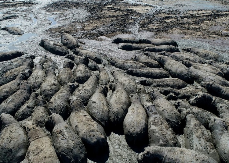 Dürre in Botswana: Nilpferde drohen in ausgetrockneten Flussbetten zu sterben