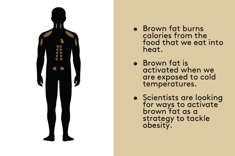 Durchbruch in der Forschung über braunes Fett