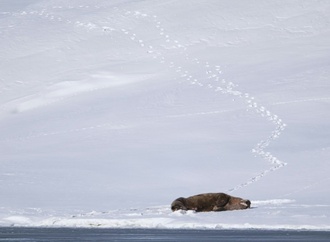 Walross auf Spitzbergen an Vogelgrippe gestorben