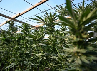 US-Regierung will Cannabis als weniger gefhrliche Droge einstufen