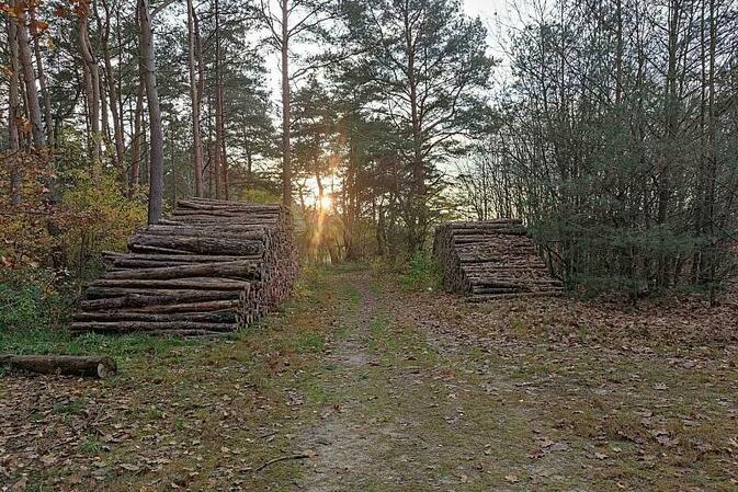 Nur jeder fünfte Baum in deutschen Wäldern ist gesund
