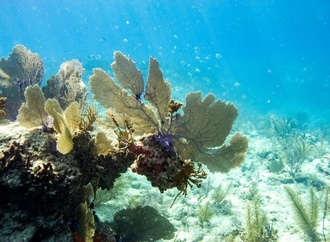 US-Beh�rde: Massive weltweite Korallenbleiche dehnt sich weiter aus