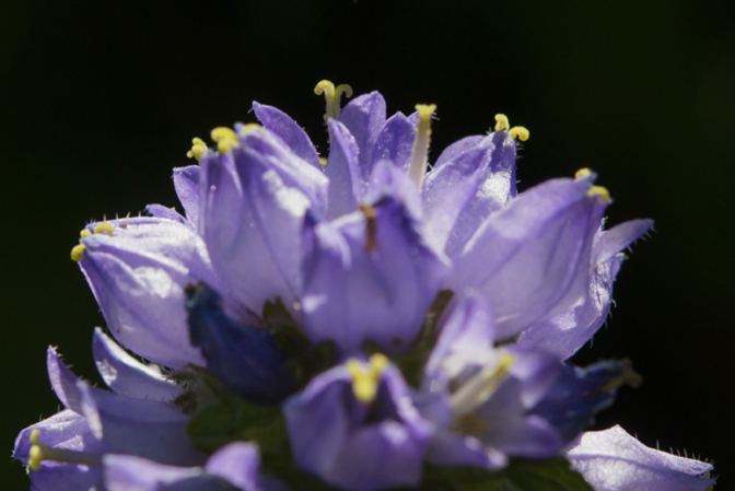 BeeHome by Pollinature schafft Lebensraum für Wildbienen