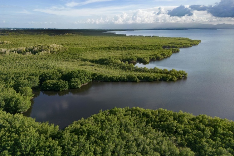 Studie: Hälfte der Mangrovenwälder ist in Gefahr