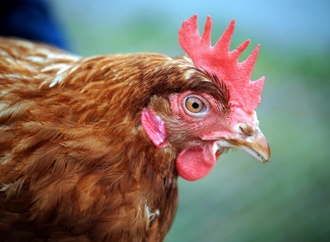 Polizisten retten Huhn von Strae - Tier revanchiert sich mit Frhstcksei