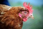 Polizisten retten Huhn von Stra�e - Tier revanchiert sich mit Fr�hst�cksei
